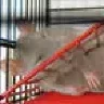 mikki mouse