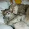 Koshatina