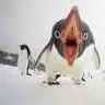 Puntik