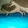 naprasnidis