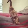 __Антон__