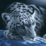 Bonny_blue
