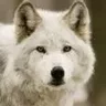 foxvitalik