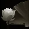 Flower27