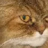 shol