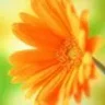 flover8