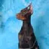 AVATARCHIK