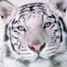 white tiger