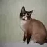 сноу-шу