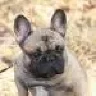 buldog001