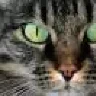 Tigra_40
