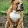 Garik bulldog