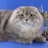 Puss-in-Boots