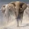 Elefant_