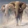 Elefant_