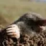 Krotikus