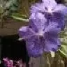 nikindra82