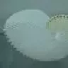 Gmigmi