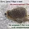 inok4