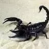 Black Scorpion