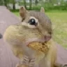 chipmunk
