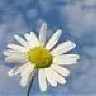 *camomile*