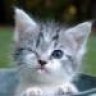 Spiteful_Kitten