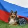 sheltie_hippy