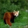 red_panda