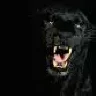 BigPumA61