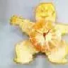 zhukaster