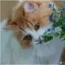 KISSуля