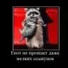 Похотливый Енот