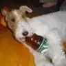 Злобюный фокс