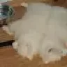 ЛЮТИК И ЛЮДОВИК