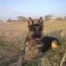 Зошка