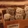 Radistka-Kat