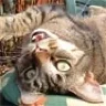Tomcat