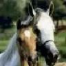♥...Nushka...♥