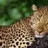 leopard1510