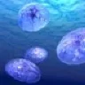 Black Sea