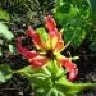 Gloriosa
