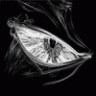 DemongD