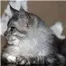 coonod