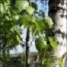 Birch