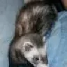 latruga