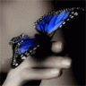 Butterfly123