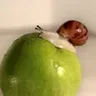 Shedara