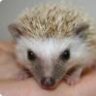 hedge_hog