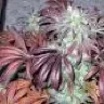 Rastamann